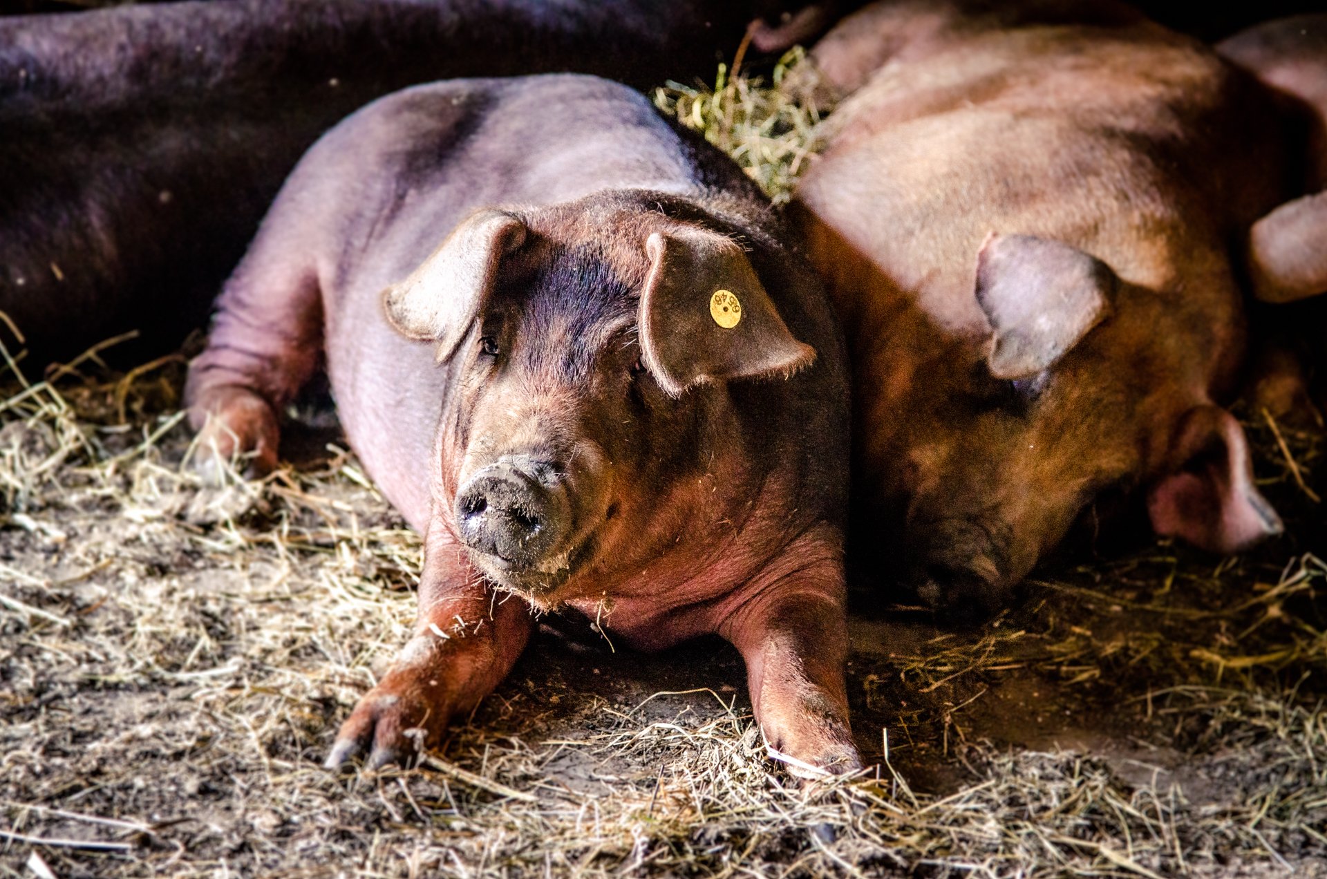 Bioschweine vom Schreckbauer aus Bischofshofen