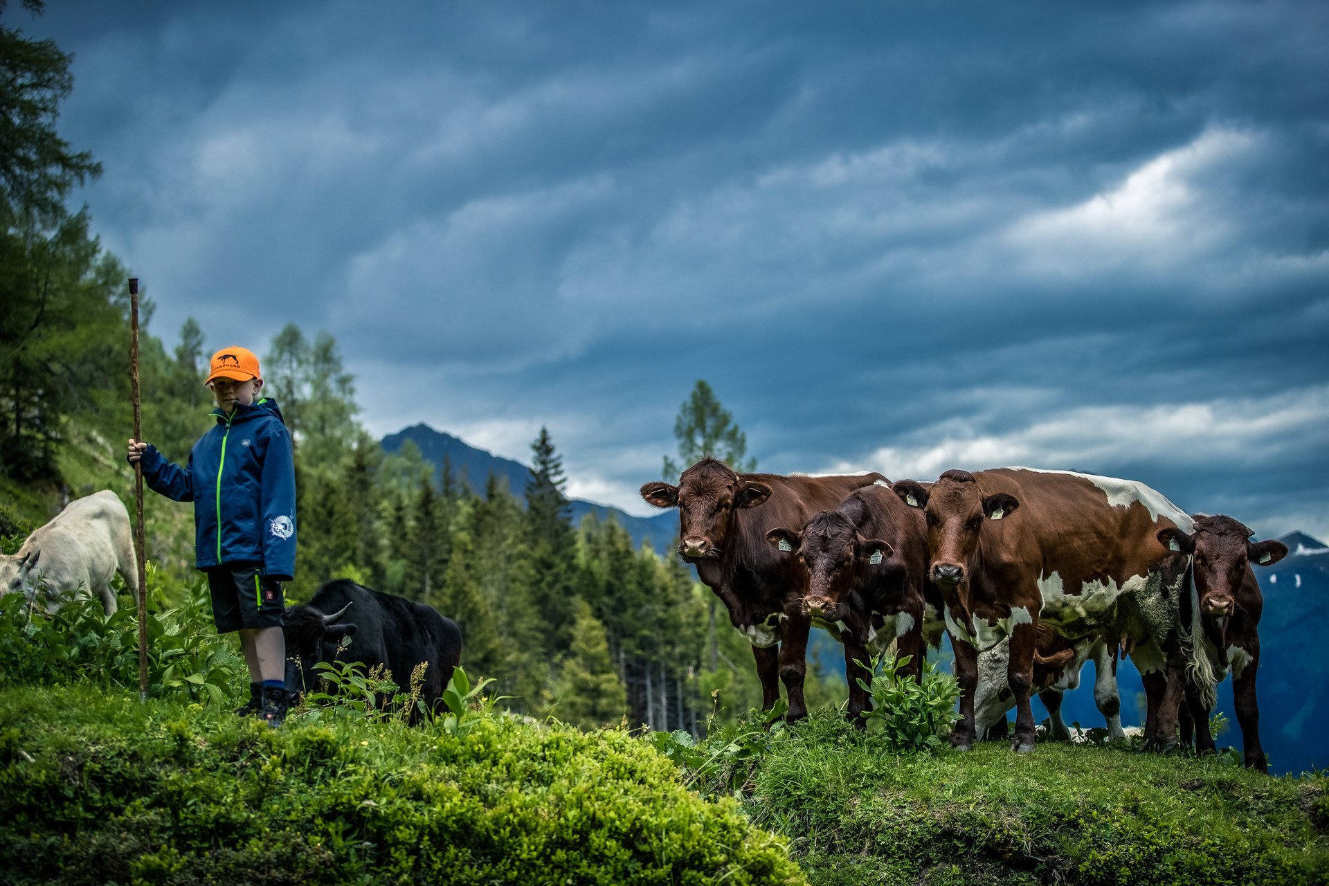 Rinder vom Biohof Schreckbauer aus Bischofshofen