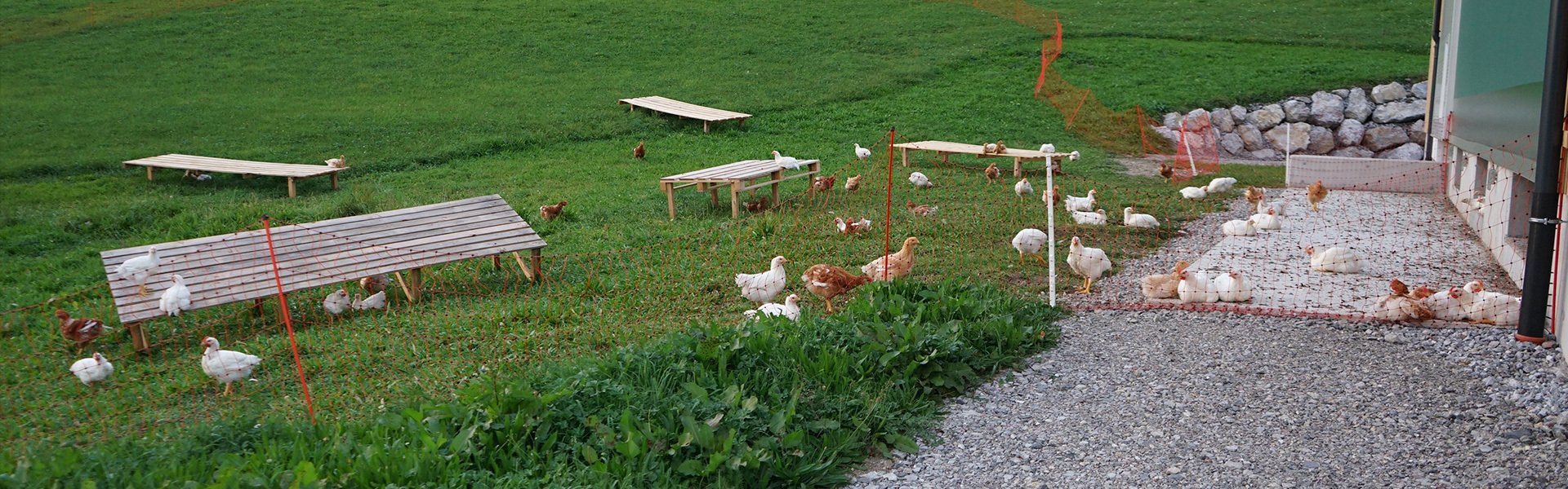 Biomasthendel vom Biohof Rieger aus dem Jammertal