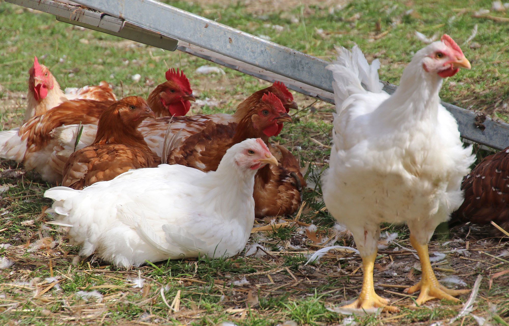 Bio-Masthühner im Freien