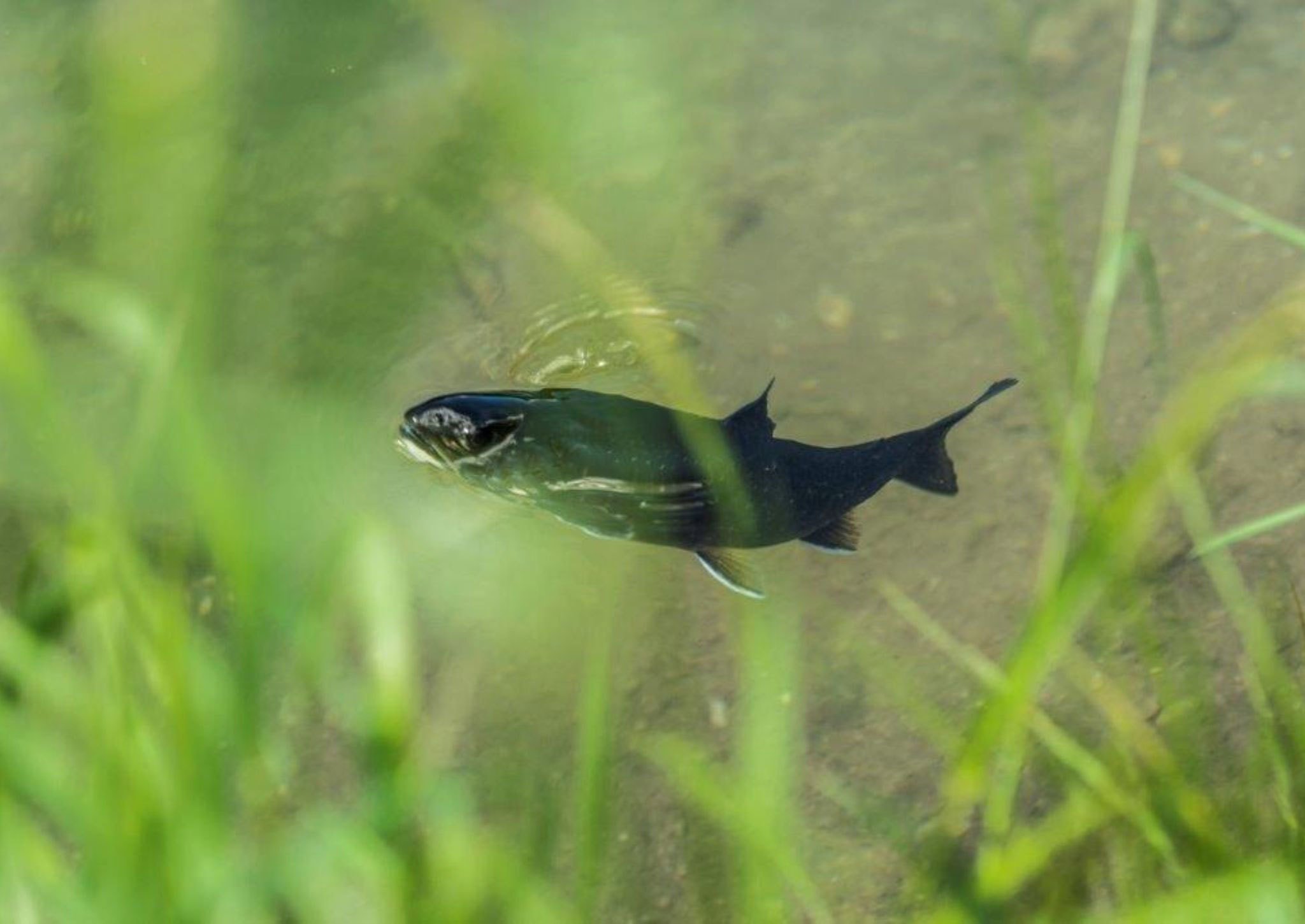 Biofisch im Teich aus Mariazell