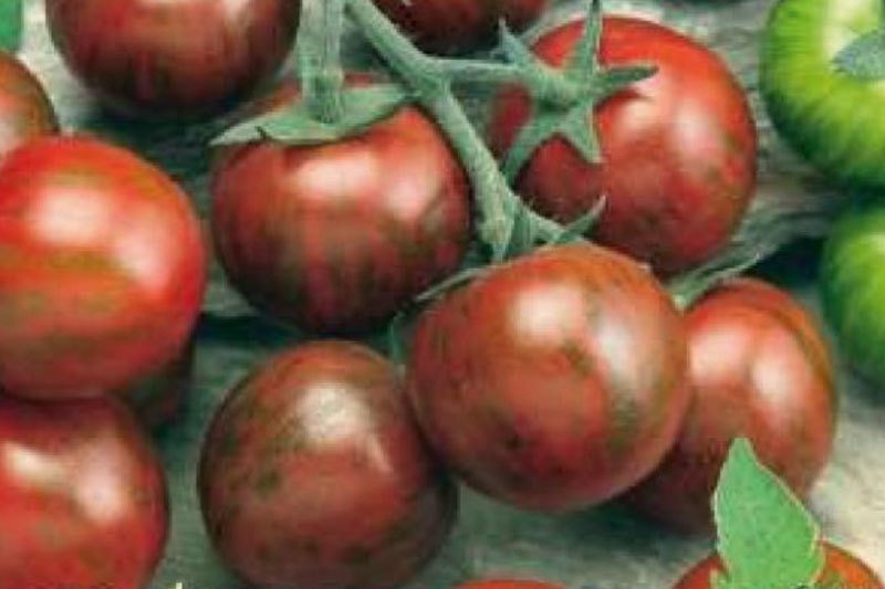 Tomaten gestreift