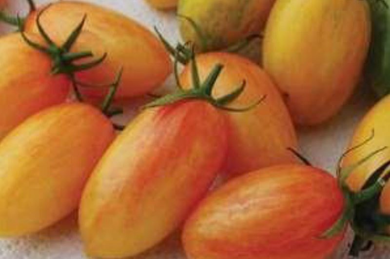 Tomate Blush Tiger