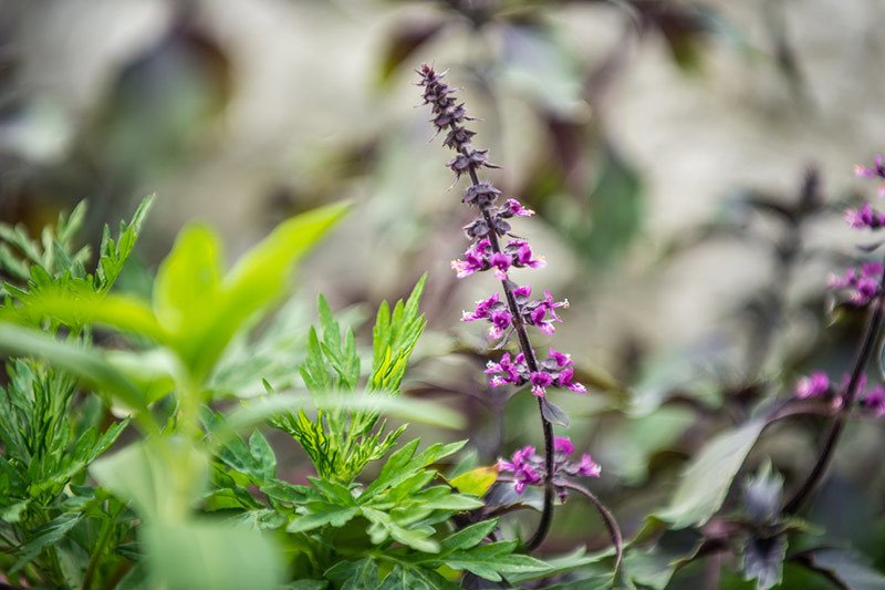 Kräuter von Winklhofer