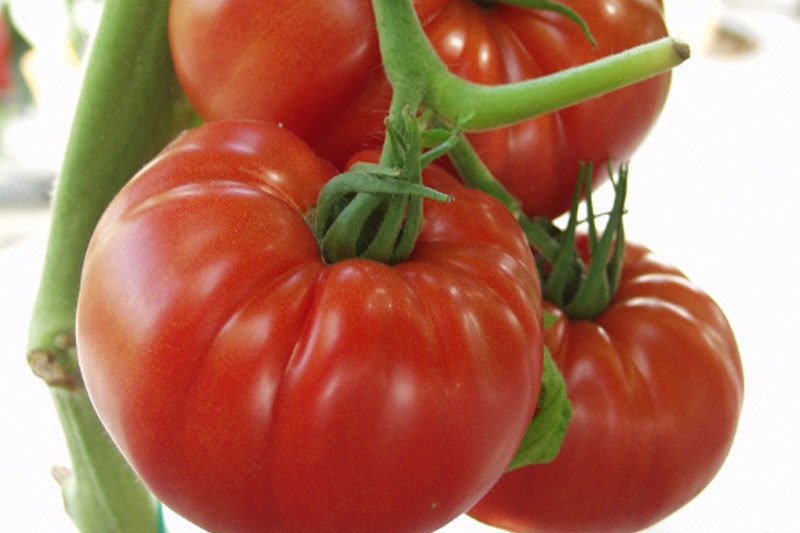 Tomate Country Taste